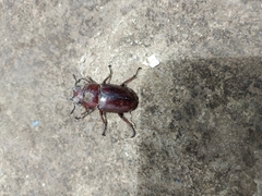Prosopocoilus astacoides