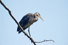 Ardea herodias fannini