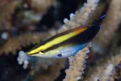 Labroides pectoralis