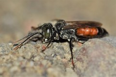 Tachysphex pechumani