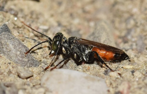 Antenna-waving Wasp (Tachysphex pechumani) · iNaturalist