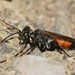 Antenna-waving Wasp - Photo (c) Riley Walsh, some rights reserved (CC BY-NC), uploaded by Riley Walsh