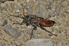 Tachysphex pechumani