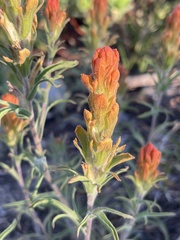 Castilleja arachnoidea