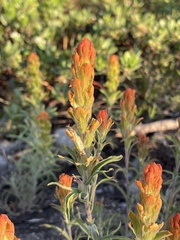 Castilleja arachnoidea