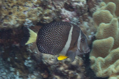 Acanthurus guttatus