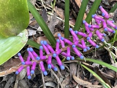 Aechmea gamosepala