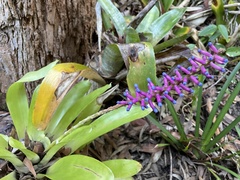 Aechmea gamosepala