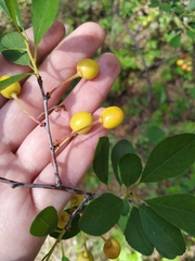 Prunus fruticosa
