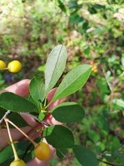 Prunus fruticosa
