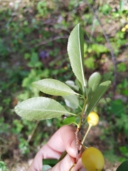 Prunus fruticosa