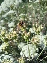 Dolichovespula media