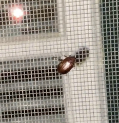 Serica atracapilla