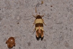 Stathmopoda mimantha