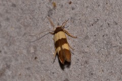 Stathmopoda mimantha