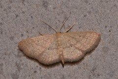 Scopula hypochra