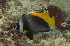 Heniochus singularius