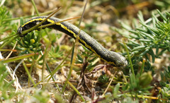 Lycia zonaria
