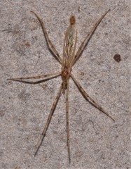 Styringomyia