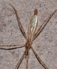 Styringomyia