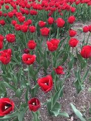 Tulipa