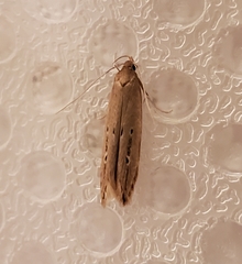 Limnaecia phragmitella