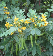 Senna surattensis