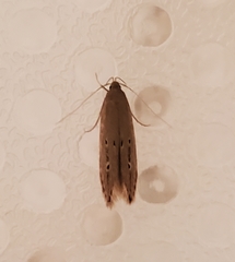 Limnaecia phragmitella