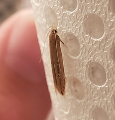 Limnaecia phragmitella