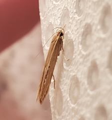 Limnaecia phragmitella