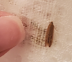 Limnaecia phragmitella