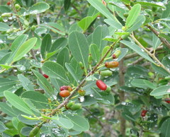 Erythroxylum monogynum