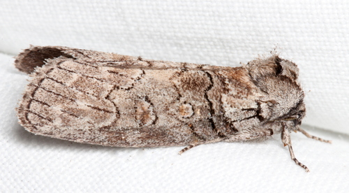 Discophlebia celaena Turner, 1903