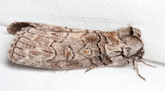 Discophlebia celaena