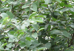 Grewia orbiculata