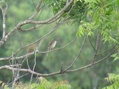 Prinia sylvatica