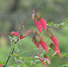 Pterolobium hexapetalum