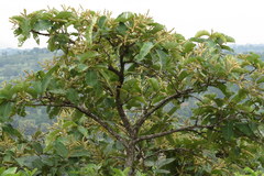 Terminalia paniculata