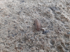 Coleoptera