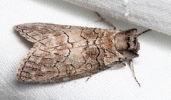 Discophlebia celaena