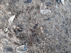 Coleoptera
