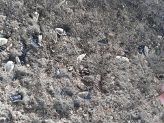 Coleoptera