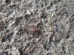 Coleoptera