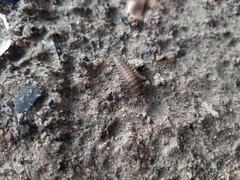 Coleoptera
