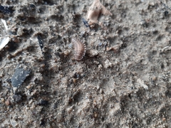 Coleoptera