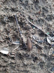 Coleoptera