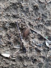 Coleoptera