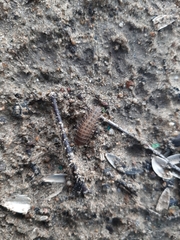 Coleoptera