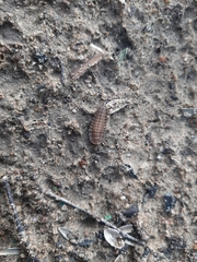 Coleoptera