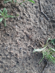 Coleoptera